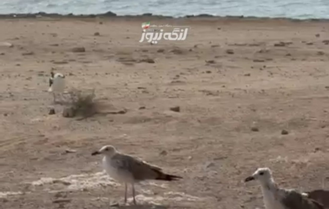 با یک فکر نیک منظره‌ای زیبا در ساحل بندرکنگ خلق شد