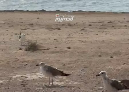 با یک فکر نیک منظره‌ای زیبا در ساحل بندرکنگ خلق شد