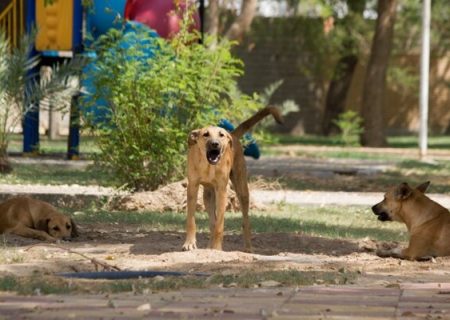 پیگیری سریع شهرداری بندرکنگ پس از گزارش حضور سگ‌های ولگرد در پارک قلعه
