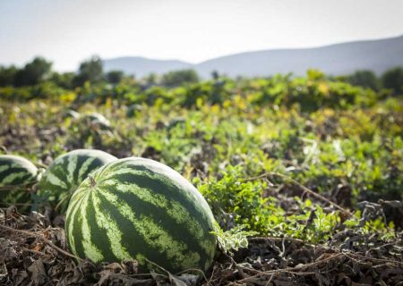 آغاز برداشت هندوانه از مزارع روستای پدل بندرلنگه