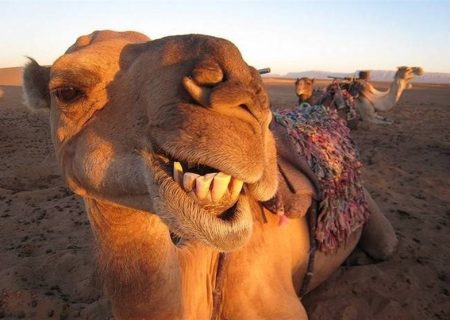 گلایه اهالی روستای سایه‌خوش از ورود شترها به روستا