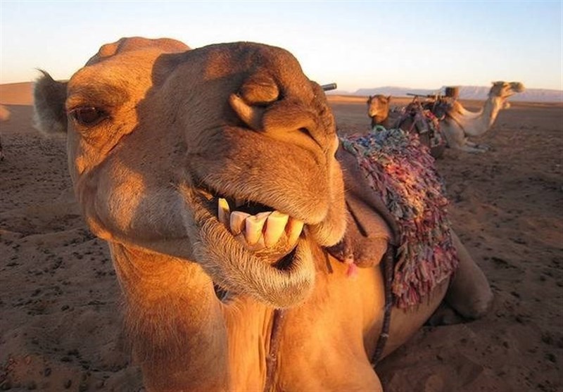 گلایه اهالی روستای سایه‌خوش از ورود شترها به روستا