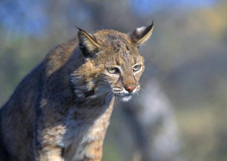 رهاسازی گربه‌وحشی در بندرلنگه