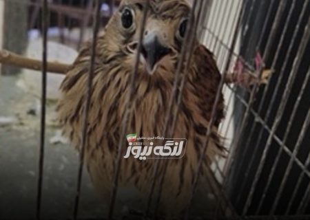 کشف پرنده شکاری قاچاق در ایست و بازرسی لاورچهو پارسیان