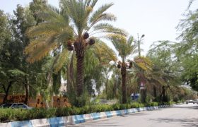 آغاز ساماندهی فضای سبز بلوار آیت‌الله خامنه‌ای در بندرلنگه