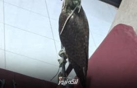 کشف شاهین ارزشمند و سلاح غیرمجاز در شهرستان بندرلنگه