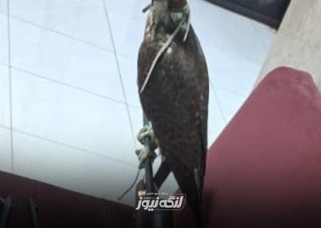 کشف شاهین ارزشمند و سلاح غیرمجاز در شهرستان بندرلنگه