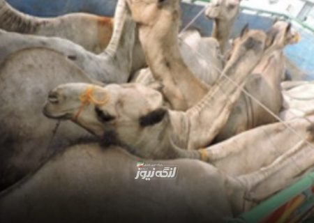 توقیف خودرو حامل احشام قاچاق در شهرستان بندرلنگه