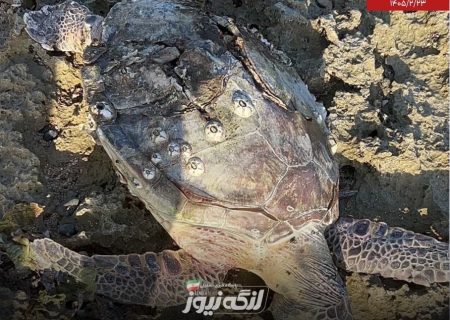 مرگ لاک‌پشت پوزه‌عقابی در سواحل بندرلنگه بر اثر برخورد احتمالی با شناور