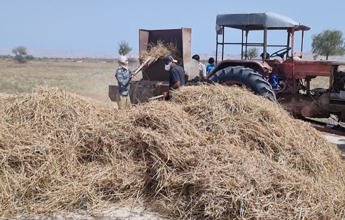 پایان موفقیت‌آمیز عملیات برداشت محصول جو دیم در شهرستان بندرلنگه