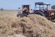 پایان موفقیت‌آمیز عملیات برداشت محصول جو دیم در شهرستان بندرلنگه
