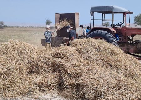 پایان موفقیت‌آمیز عملیات برداشت محصول جو دیم در شهرستان بندرلنگه