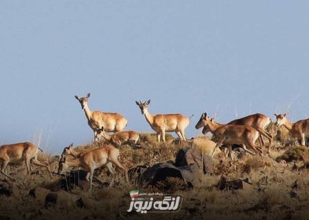پایش زیستگاه‌های حیات وحش بندرلنگه پیش از آغاز تابستان