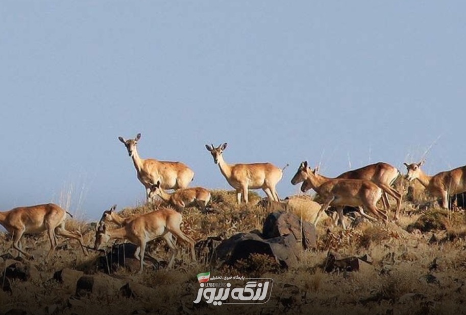 پایش زیستگاههای حیات وحش بندرلنگه پیش از آغاز تابستان