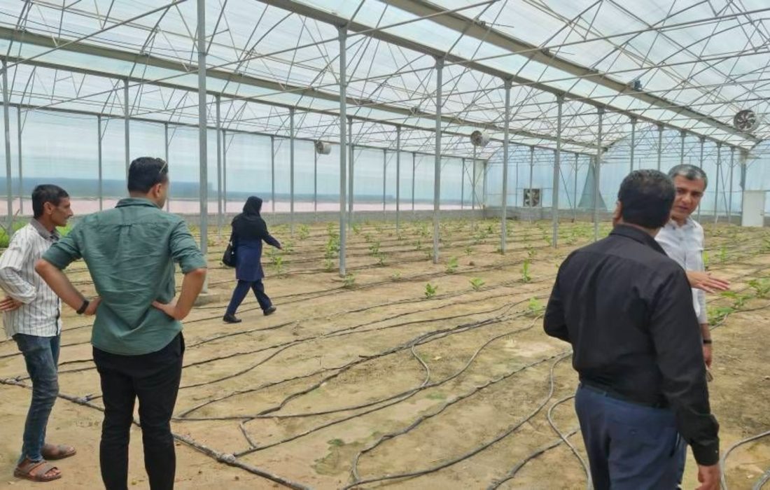 بازدید مدیر جهاد کشاورزی شهرستان بندرلنگه از گلخانه روستای کوهین؛ پیش‌بینی تولید ۲۰ تن موز