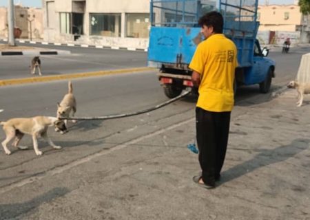 ادامه طرح جمع‌آوری سگ‌های بلاصاحب در بندرکنگ