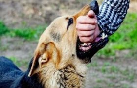 ثبت ۱۱۸ مورد حیوان‌گزیدگی در بندرلنگه از ابتدای امسال تاکنون