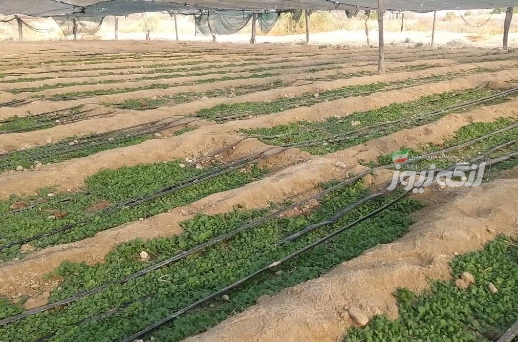 آغاز کشت نشاء تنباکو در گزیر بندرلنگه