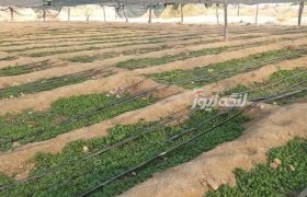 آغاز کشت نشاء تنباکو در گزیر بندرلنگه