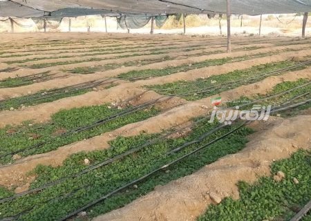 آغاز کشت نشاء تنباکو در گزیر بندرلنگه