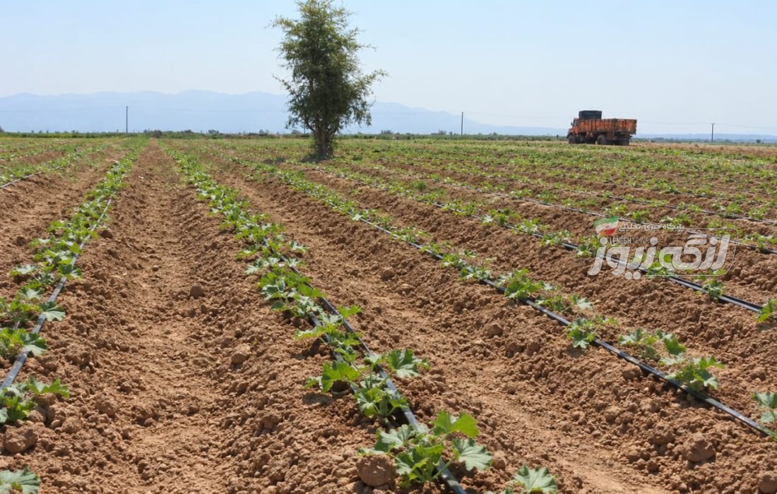 آغاز کشت خربزه در روستای پدل شهرستان بندرلنگه