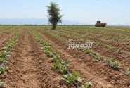 آغاز کشت خربزه در روستای پدل شهرستان بندرلنگه
