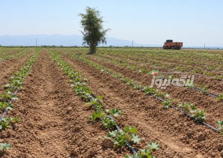 آغاز کشت خربزه در روستای پدل شهرستان بندرلنگه