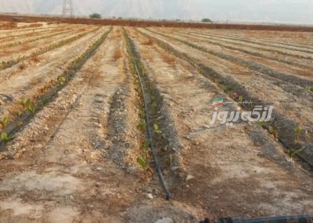 آغاز کشت تنباکو در شهرستان بندرلنگه، پیش‌بینی برداشت ۲ هزار تن محصول