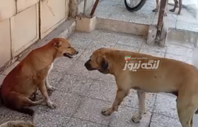 گلایه شهروندان از حضور سگ‌های بدون صاحب در بازار بندرلنگه