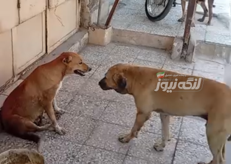 گلایه شهروندان از حضور سگ‌های بدون صاحب در بازار بندرلنگه