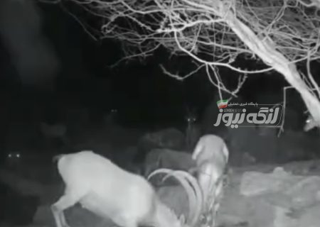 رصد شبانه کل و بز در آبشخورهای حفاظتگاه‌های مردم‌نهاد بندرلنگه
