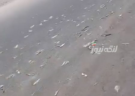جاده بندر چیرویه تا شرکت پودر ماهی لغزنده از خون و آب ماهی!
