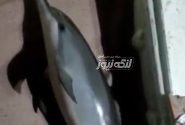 رهایی یک دلفین از نخ ماهیگیری توسط صیاد بندرلنگه‌ای در حوالی جزیره سیری