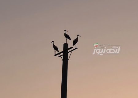 مشاهده تعداد زیادی لک‌لک سفید در جاده لمپیر گزیر