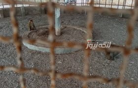 رسیدگی شهرداری بندرکنگ به وضعیت قفس میمون‌های پارک کوهین