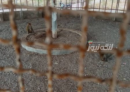 رسیدگی شهرداری بندرکنگ به وضعیت قفس میمون‌های پارک کوهین