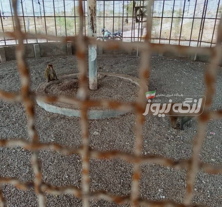 رسیدگی شهرداری بندرکنگ به وضعیت قفس میمونهای پارک کوهین
