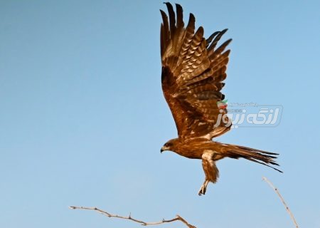مشاهده دسته‌ای از کورکورهای سیاه در اطراف بندرلنگه