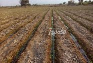 آغاز کشت گوجه‌فرنگی در پدل با پیش‌بینی برداشت ۱۰ هزار تن محصول
