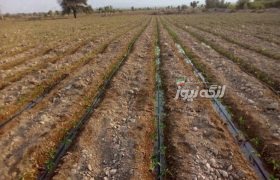 آغاز کشت گوجه‌فرنگی در پدل با پیش‌بینی برداشت ۱۰ هزار تن محصول