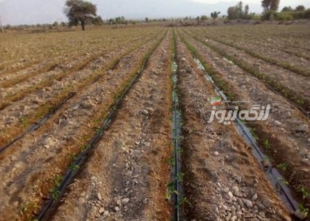 آغاز کشت گوجه‌فرنگی در پدل با پیش‌بینی برداشت ۱۰ هزار تن محصول