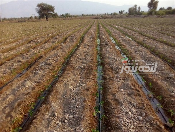 آغاز کشت گوجهفرنگی در پدل با پیشبینی برداشت ۱۰ هزار تن محصول