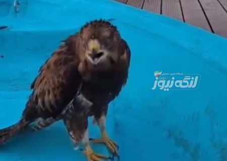 پرنده شکاری خسته در میانه دریا به قایق صیاد کیشوند پناه آورد