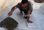 صیادان بندرلنگه یک لاک‌پشت پوزه‌عقابی را پاکسازی و به دریا بازگرداندند