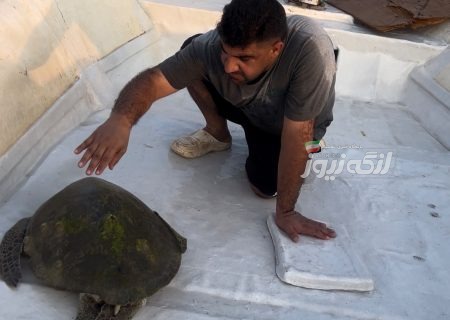 صیادان بندرلنگه یک لاک‌پشت پوزه‌عقابی را پاکسازی و به دریا بازگرداندند