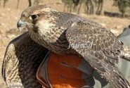 دستگیری متخلف زنده‌گیری پرندگان شکاری و تخریب ۵ کوخه در بندرلنگه