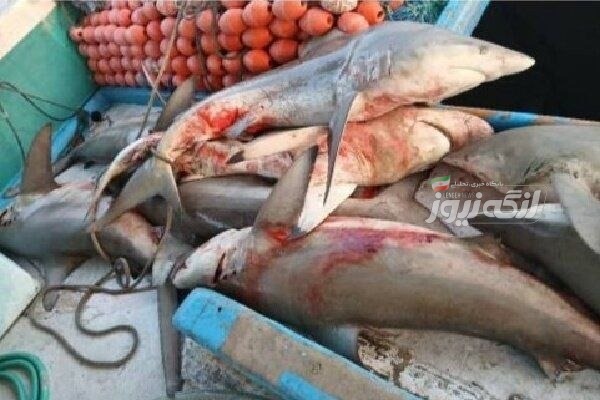 کشف و توقیف ۲۵ قطعه کوسه‌ماهی از یک لنج صیادی در آب‌های کیش