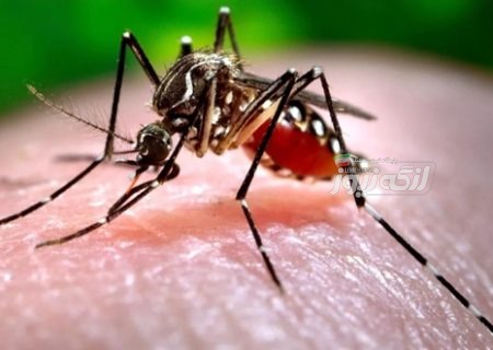 هشدار مدیر شبکه بهداشت بندرلنگه درباره خطر تکثیر پشه آئدس پس از بارندگی