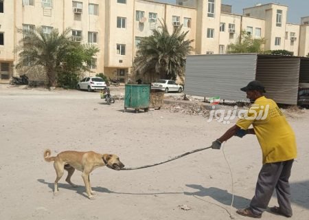 ادامه طرح جمع‌آوری سگ‌های بلاصاحب در محلات بندرکنگ